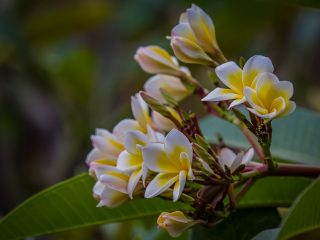 Frangipani flowers