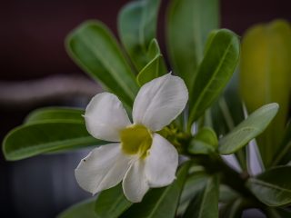Adenium flower