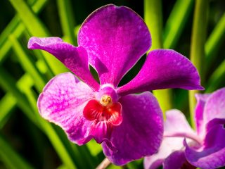 Bali Orchid Garden
