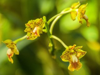 Bali Orchid Garden