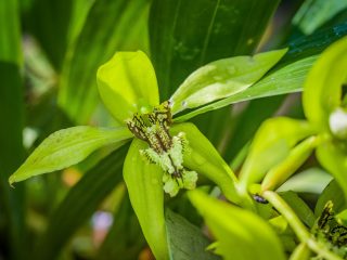 Bali Orchid Garden - Black Orchid from Kalimantan