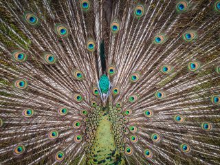 Bali Bird Park - Peacock