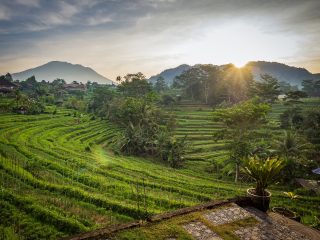 Bali fields
