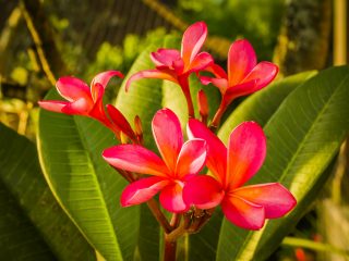 Frangipani - red flower