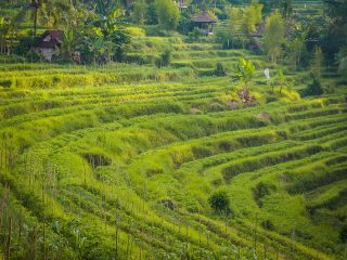 Bali fields