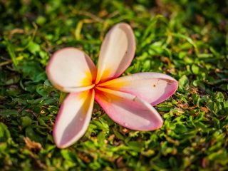 Frangipani - red flower