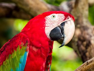 Bali Bird Park