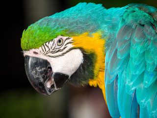 Bali Bird Park