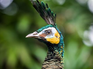 Bali Bird Park - peacock
