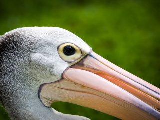 Bali Bird Park