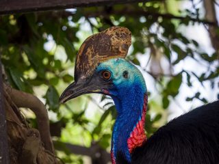Bali Bird Park