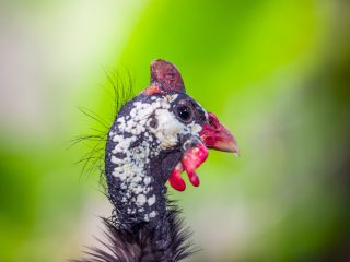 Bali Bird Park