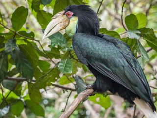 Bali Bird Park