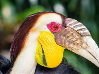 Bali Bird Park - Hornbill