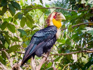 Bali Bird Park
