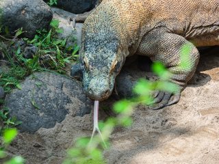 Bali Bird Park - Komodo dragoon