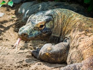 Bali Bird Park - Komodo dragoon