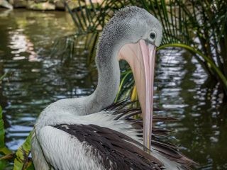 Bali Bird Park