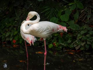 Bali Bird Park