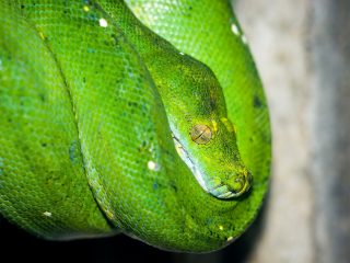 Bali Reptile Park