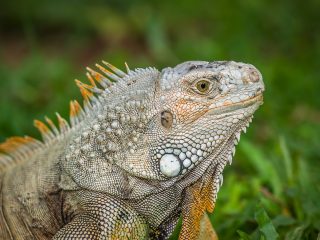 Bali Reptile Park