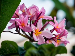 Frangipani