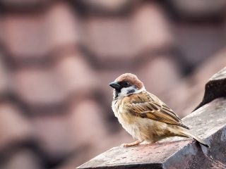 Sparow