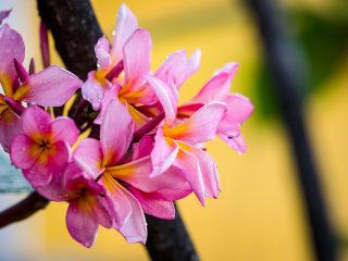 Frangipani