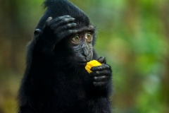 Celebes Crested Macaque