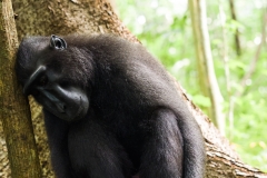 Celebes Crested Macaque