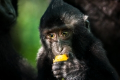Celebes Crested Macaque