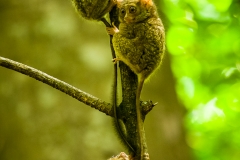 Spectral tarsier