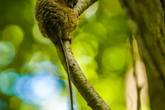 Spectral tarsier