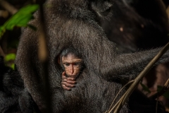 Celebes Crested Macaque