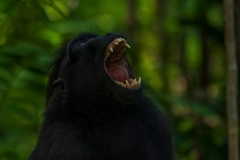 Celebes Crested Macaque
