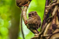 Spectral tarsier