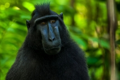 Celebes Crested Macaque