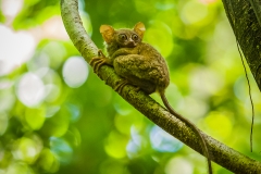 Spectral tarsier