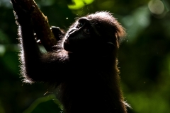 Celebes Crested Macaque