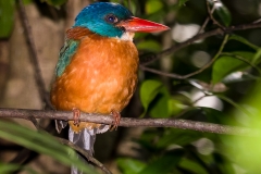 Kingfisher