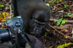 Celebes Crested Macaque
