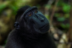 Celebes Crested Macaque