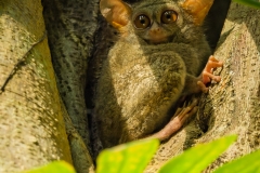 Spectral tarsier