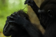 Celebes Crested Macaque