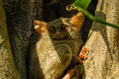 Spectral tarsier