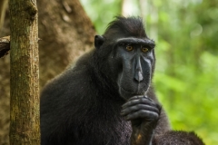 Celebes Crested Macaque