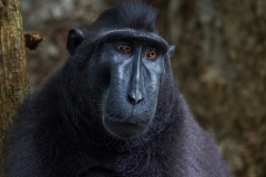 Celebes Crested Macaque
