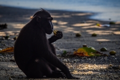 Celebes Crested Macaque