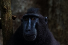 Celebes Crested Macaque