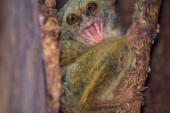 Spectral tarsier